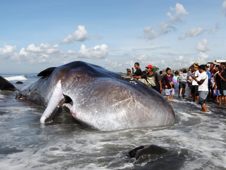 An Indonesian puts an offering on a stranded sperm whale for praying, in Bali, Indonesia Monday, March 14, 2016.