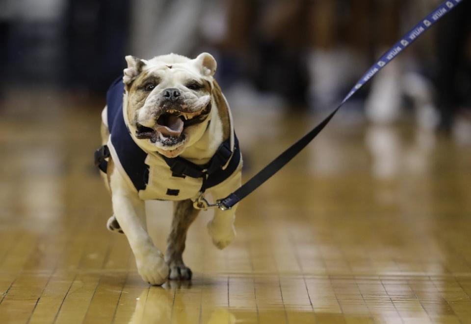 Butler Blue III in action before an NCAA college basketball game between Butler and Xavier, Saturday, Jan. 14, 2017, in Indianapolis. (AP Photo/Darron Cummings)