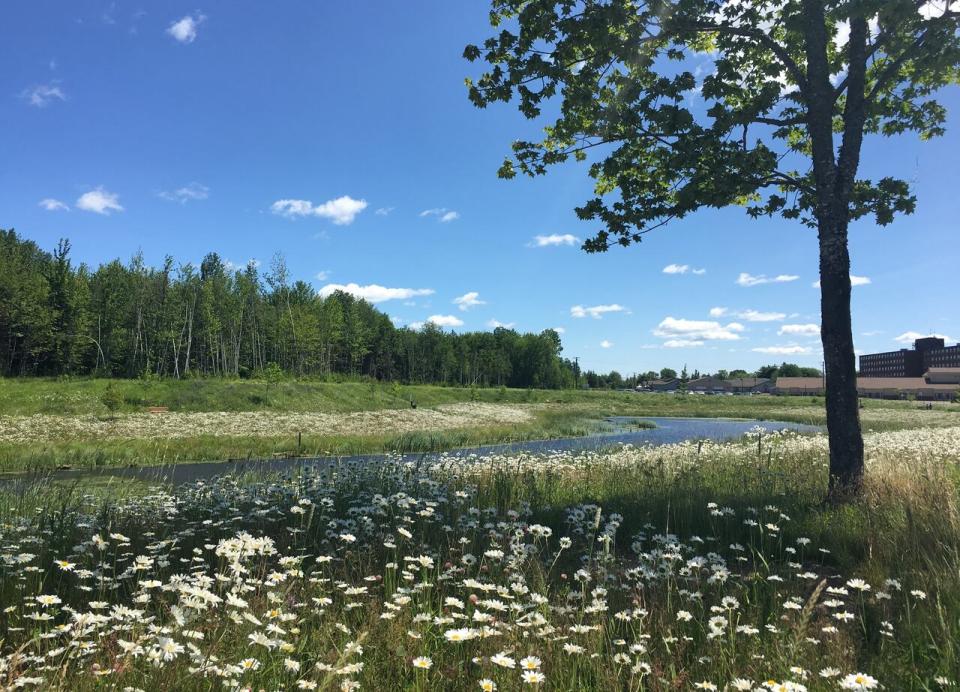 Seen here is a Moncton naturalized stormwater pond designed to receive storm water runoff. 