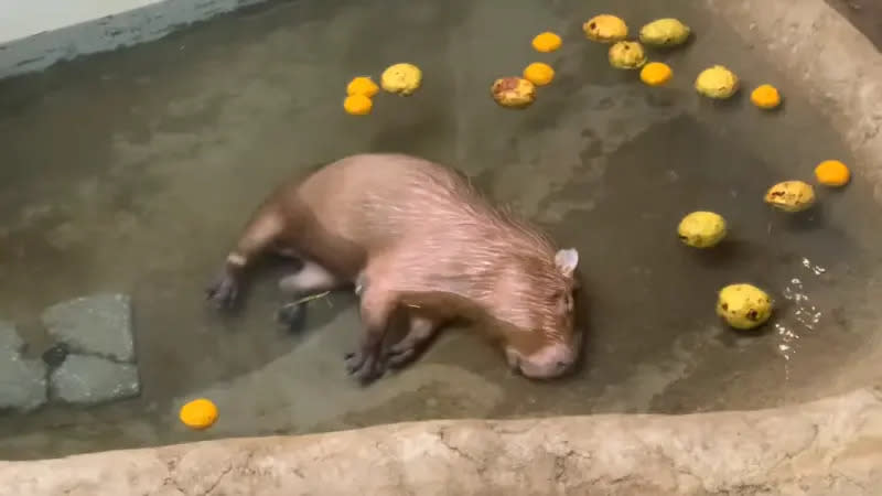 ▲日本群馬縣草津熱帶圈動物園中，有一隻水豚君在寒冬中泡進溫泉水池，沒想到下一秒開始昏昏欲睡，甚至整顆頭都沉入水中，一過就是好幾十秒，讓270多萬網友看得心驚驚。（圖／YT@取自草津熱帯圏チャンネル）