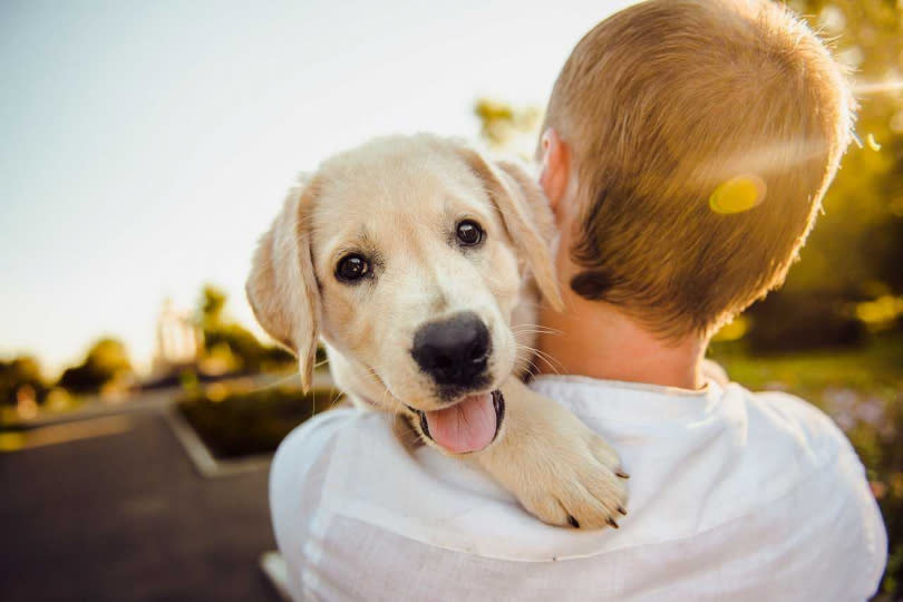 屬狗者適合去進修，可以交到新朋友。（示意圖／翻攝自pixabay）