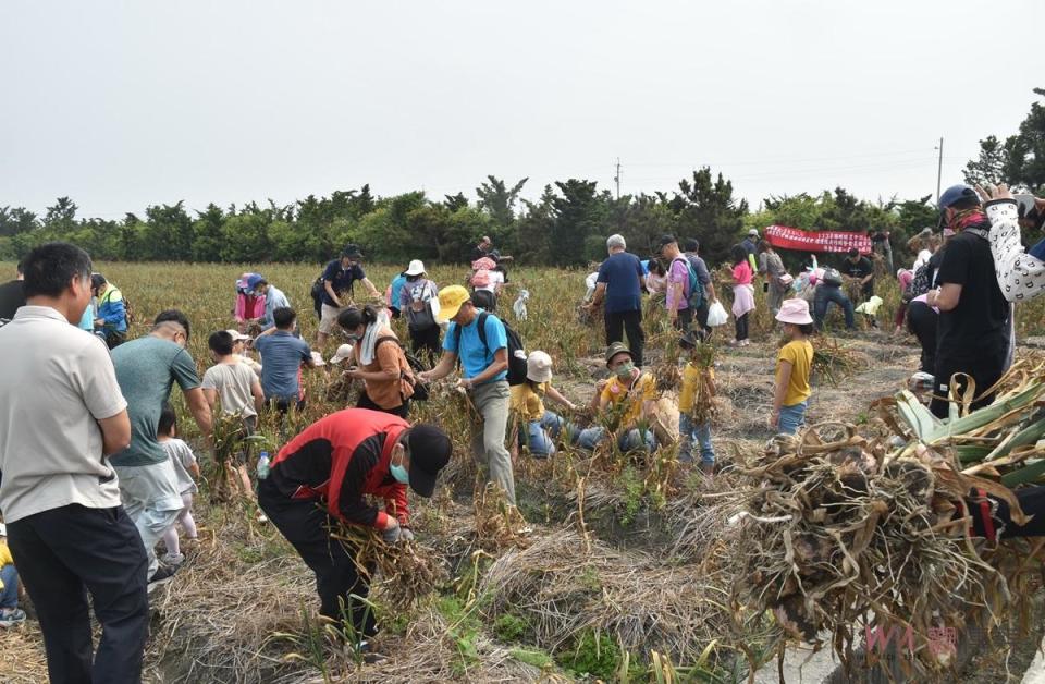 雲林蒜頭產量佔全國八成，清明節前進入蒜頭採收期，而蒜頭又是國人料理不可或缺的佐料，為了讓民眾了解蒜頭種植過程，以及面對蒜頭產銷問題，西螺農會這次小旅行特帶領民眾到田間體驗，大家一起下田採蒜、讓民眾認識瞭解蒜頭的多樣化用途、對人體的好處，同時體驗蒜農的辛苦，進而提升消費者購買意願，提高農民收益。