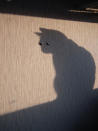 Schau mir in die Augen, Kleines! Ach Moment, das ist ja nur der Schatten einer Katze und die Augen sind zwei Knöpfe an der Wand. Der Fotograf hat die perfekte Position des Tieres abgewartet und befand sich zudem in einem optimalen Blickwinkel. Glück gehabt!