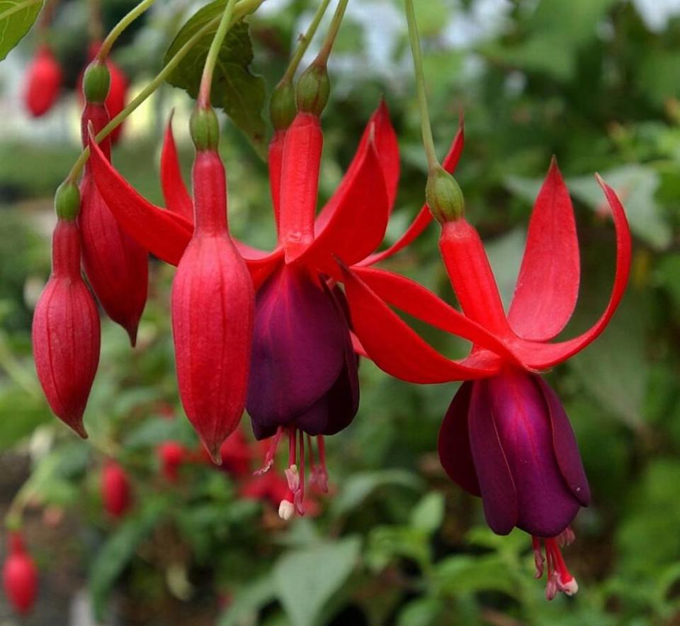 White flies feed on fuchsia baskets that are struggling, so keeping your pots watered is the best way to fend off them off.