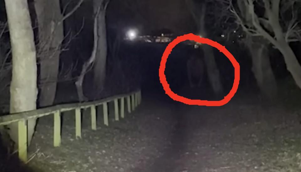 There is an unidentified figure standing in the woods