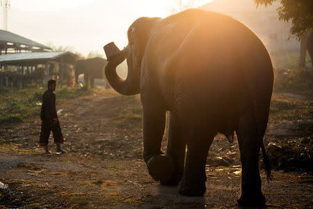 A mahout walks with an elephant after bathing him in a river, before taking part in an elephant festival, which organisers say aims to raise awareness about elephants, in Sayaboury province, Laos February 17, 2017. REUTERS/Phoonsab Thevongsa