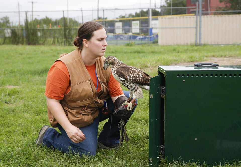 <span class="icon icon--xs icon__camera">  </span> <span class="credit font--s-m upper black"> <b>Yong Kim</b> </span> <div class="caption space-half--right font--s-m gray--med db"> Licensed falconer Courtney Douds holds her red-tailed hawk Addy near the cage, during a training session at the 48th & Woodland Playground in Southwest Philadelphia on Friday, September 14, 2018. Douds is one of three in the state of Pennsylvania. </div>