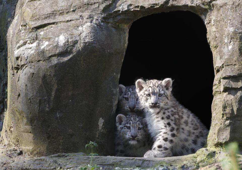 Snow Leopards at Marwell Zoo