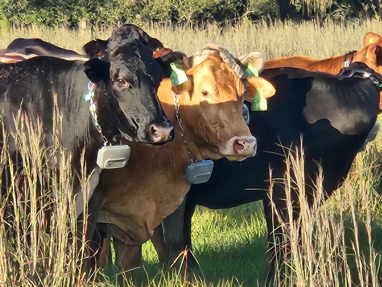 Cattle with GPS collars at Blackbeard’s Ranch in Manatee County. Jim Strickland has 100 of his 1,300 cattle fitted with the collars as part of the virtual fence trial.