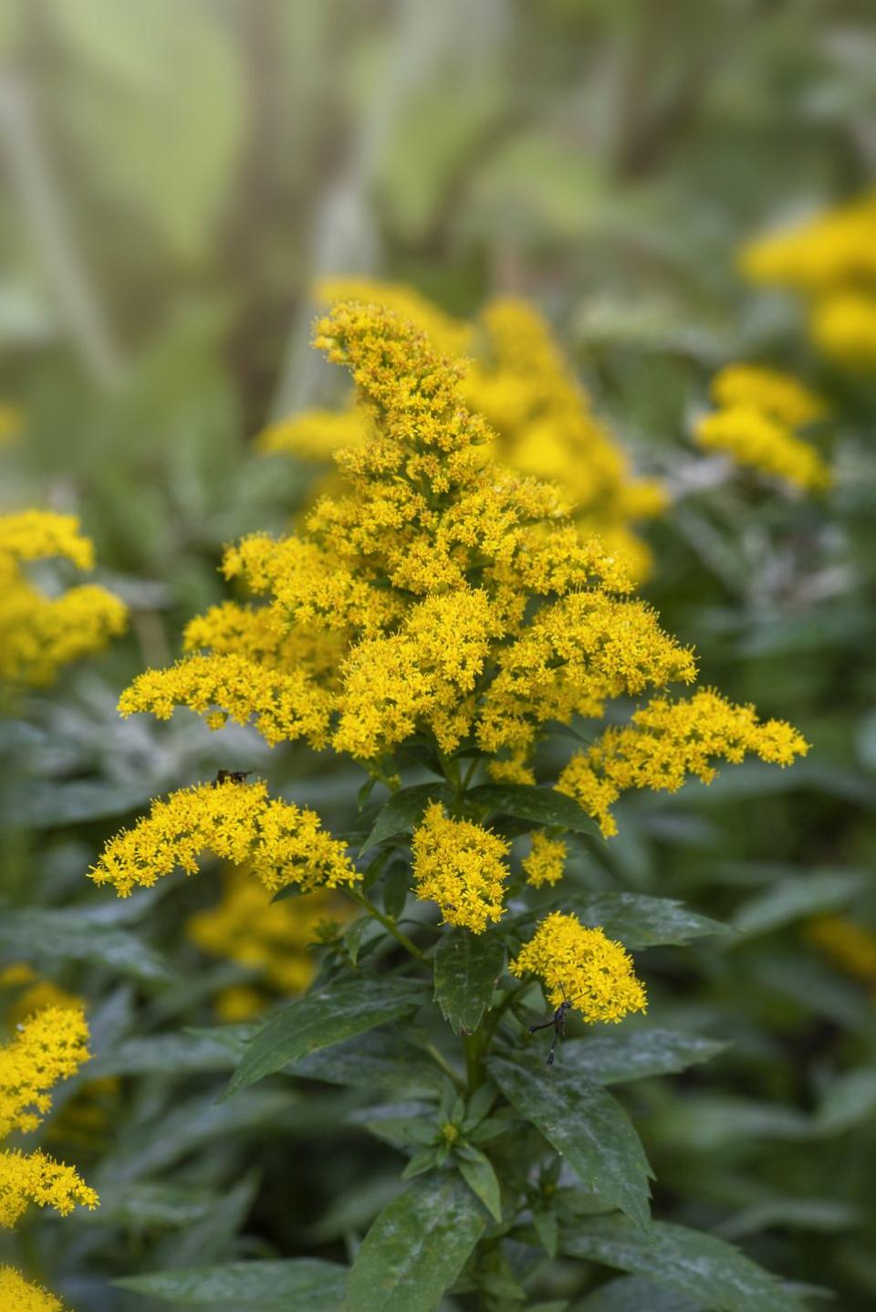 fall flowers  goldenrod