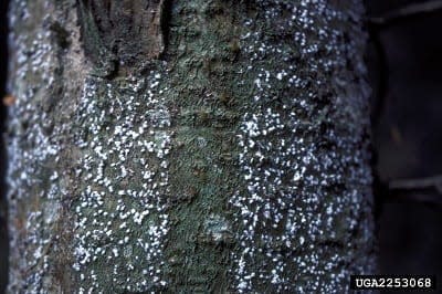 Small white clusters on the trunk of a tree are signs of balsam woolly adelgid activity.