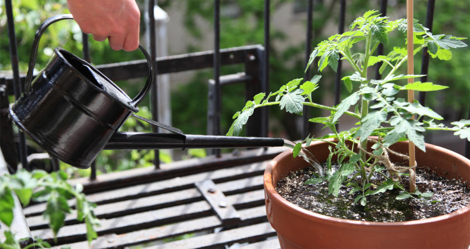 Water the soil around your tomato plant, not the leaves.  (Rose Langbein)