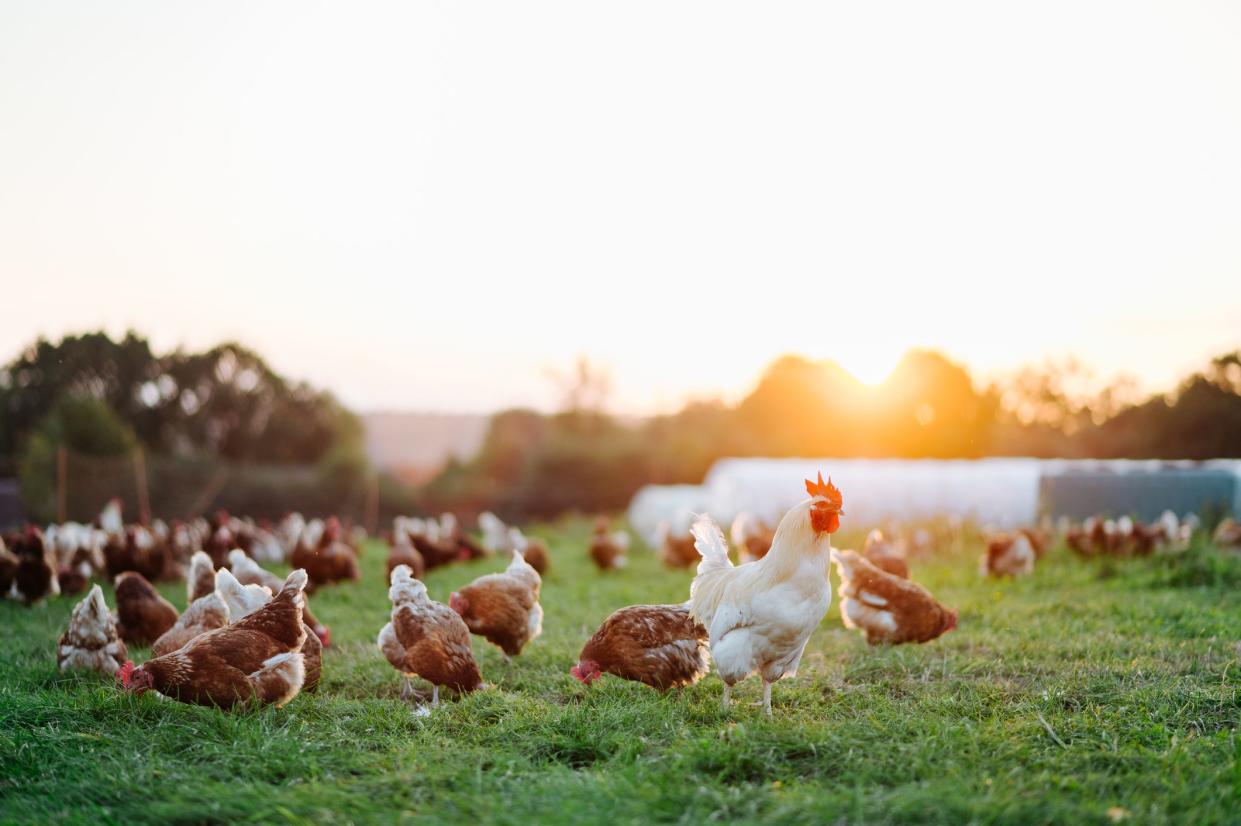 free range, healthy brown organic chickens and a white rooster on a green meadow. Selective sharpness. Several chickens out of focus in the background. Atmospheric back light, evening light