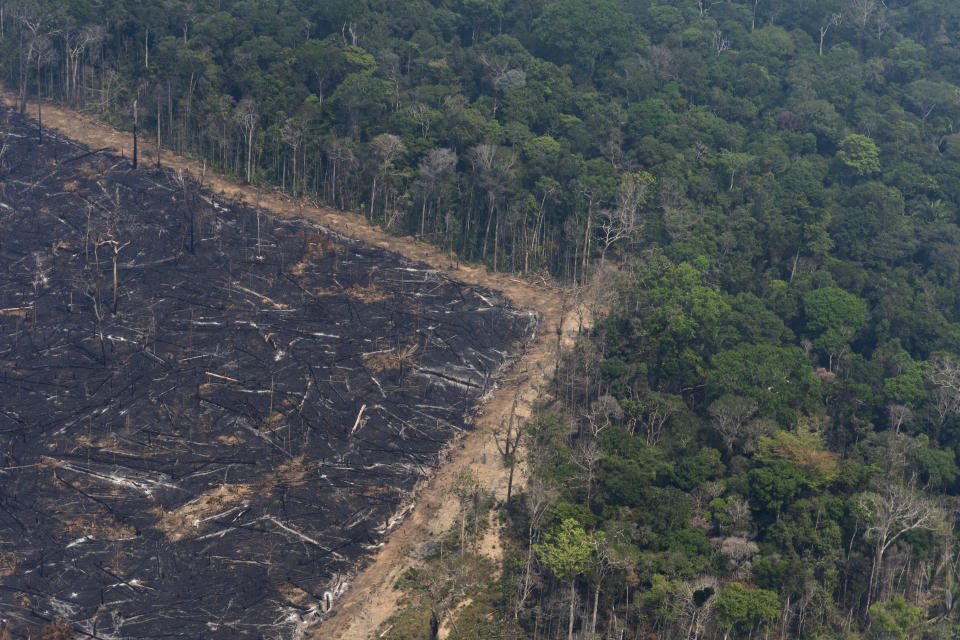 Virgin jungle stands next to an area that was burnt recently near Porto Velho, Brazil, Friday, Aug. 23, 2019. Brazilian state experts have reported a record of nearly 77,000 wildfires across the country so far this year, up 85% over the same period in 2018. Brazil contains about 60% of the Amazon rainforest, whose degradation could have severe consequences for global climate and rainfall. (AP Photo/Victor R. Caivano)