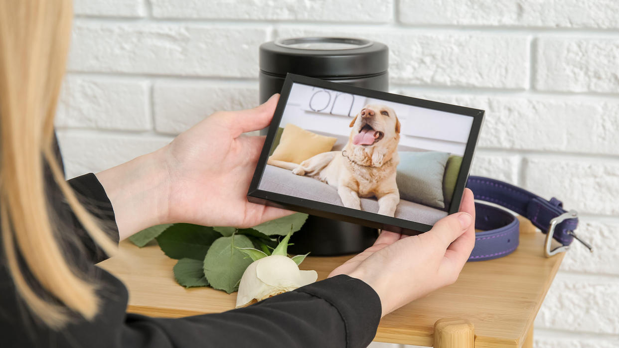  Pet owner holding frame showing deceased dog, an example of how to cope with the loss of a pet. 