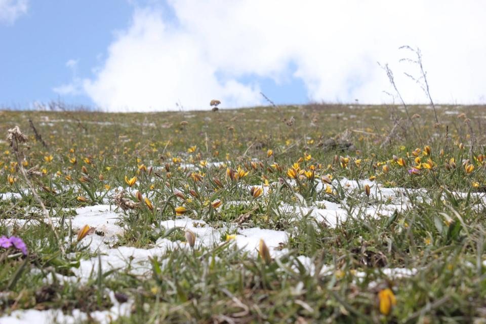 The last remnants of melted snow partially covers wild tulips seen on one of several expeditions to Kyrgyzstan.