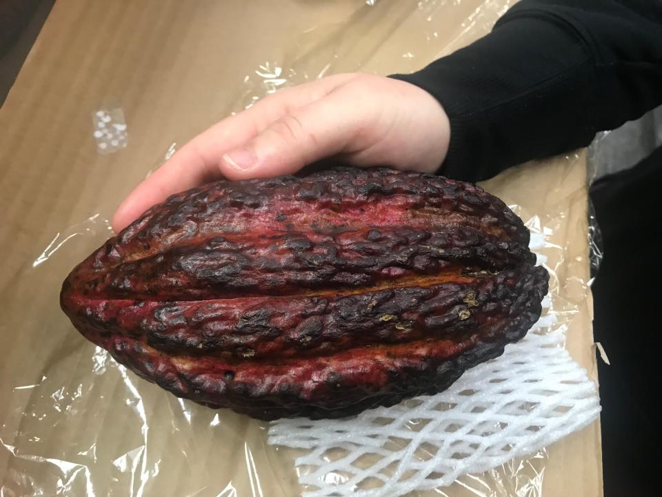 The fruit of a tree species native to portions of the western Amazon, the Cacao.