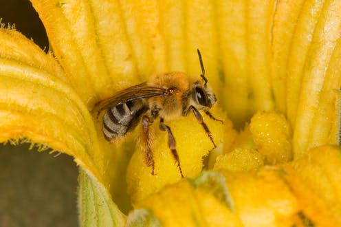 <span class="caption">A female squash bee.</span> <span class="attribution"><a class="link " href="https://www.alamy.com/squash-bee-female-peponapis-sp-apidae-in-wild-squash-flower-image391673364.html?pv=1&stamp=2&imageid=CD9A95FF-8948-4BA8-9D35-63CB3DE2993A&p=52210&n=0&orientation=0&pn=1&searchtype=0&IsFromSearch=1&srch=foo%3dbar%26st%3d0%26pn%3d1%26ps%3d100%26sortby%3d2%26resultview%3dsortbyPopular%26npgs%3d0%26qt%3dsquash%2520bee%26qt_raw%3dsquash%2520bee%26lic%3d3%26mr%3d0%26pr%3d0%26ot%3d0%26creative%3d%26ag%3d0%26hc%3d0%26pc%3d%26blackwhite%3d%26cutout%3d%26tbar%3d1%26et%3d0x000000000000000000000%26vp%3d0%26loc%3d0%26imgt%3d0%26dtfr%3d%26dtto%3d%26size%3d0xFF%26archive%3d1%26groupid%3d%26pseudoid%3d%26a%3d%26cdid%3d%26cdsrt%3d%26name%3d%26qn%3d%26apalib%3d%26apalic%3d%26lightbox%3d%26gname%3d%26gtype%3d%26xstx%3d0%26simid%3d%26saveQry%3d%26editorial%3d%26nu%3d%26t%3d%26edoptin%3d%26customgeoip%3dGB%26cap%3d1%26cbstore%3d1%26vd%3d0%26lb%3d%26fi%3d2%26edrf%3d0%26ispremium%3d1%26flip%3d0%26pl%3d" rel="nofollow noopener" target="_blank" data-ylk="slk:Charles Melton/Alamy Stock Photo;elm:context_link;itc:0;sec:content-canvas">Charles Melton/Alamy Stock Photo</a></span>