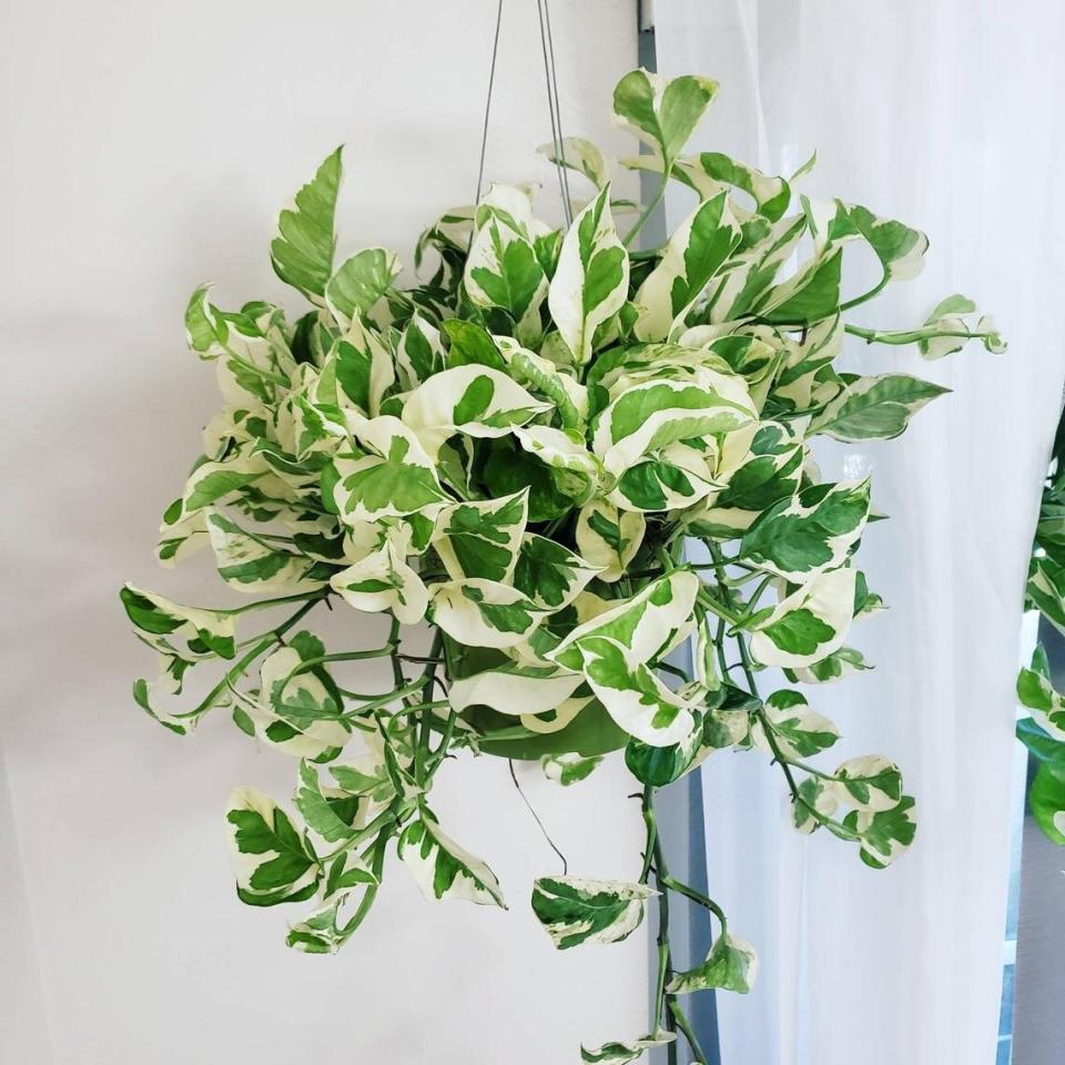 Pearls and Jade Pothos Plant