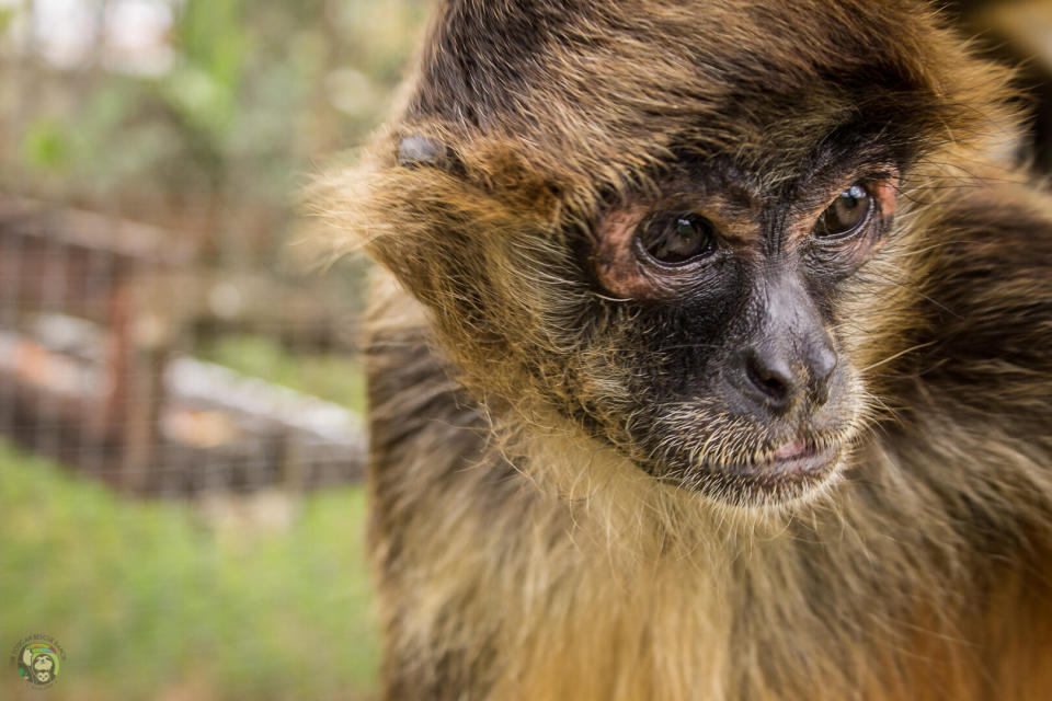 A spider monkey at Toucan Rescue Ranch. (Photo: Zara Palmer)