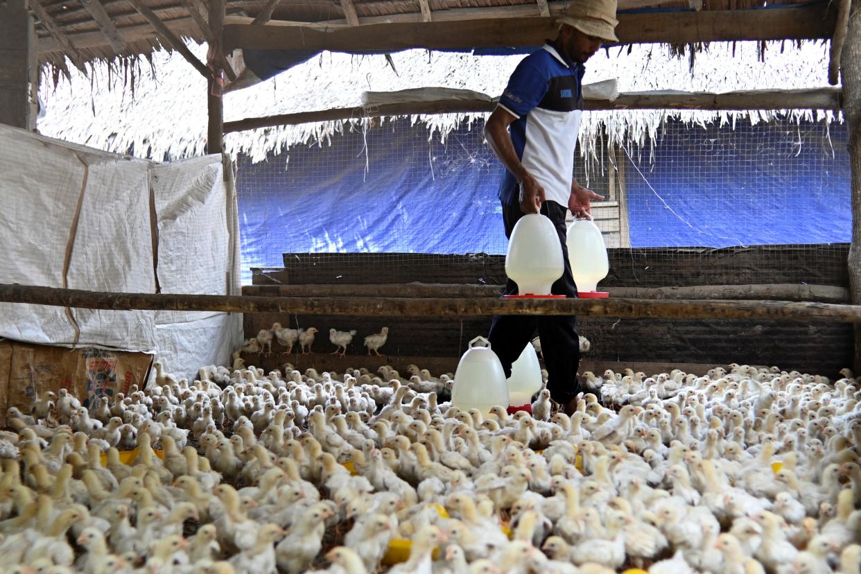 A worker feeds chickens at a poultry farm in Sibreh, Aceh province on 5 February, 2022. (PHOTO: AFP via Getty Images)