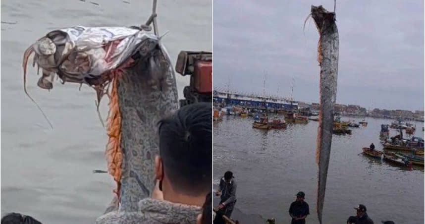 智利漁民釣到一條約5公尺長的皇帶魚，不少人擔心可能是災難的預兆。（圖／翻攝自抖音）