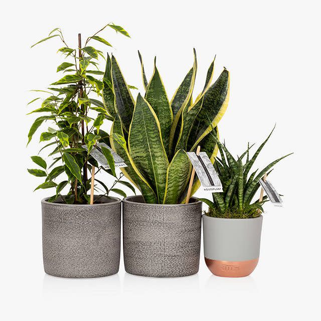 John Lewis The Little Botanical Purifying Plant Bundle - John Lewis