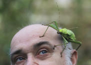 Un gardien de zoo pose avec un phasme sur la tête lors du bilan annuel du zoo de Whipsnade dans le Bedfordshire, au Royaume-Uni, le 10 janvier 2012. Reuters/Olivia Harris