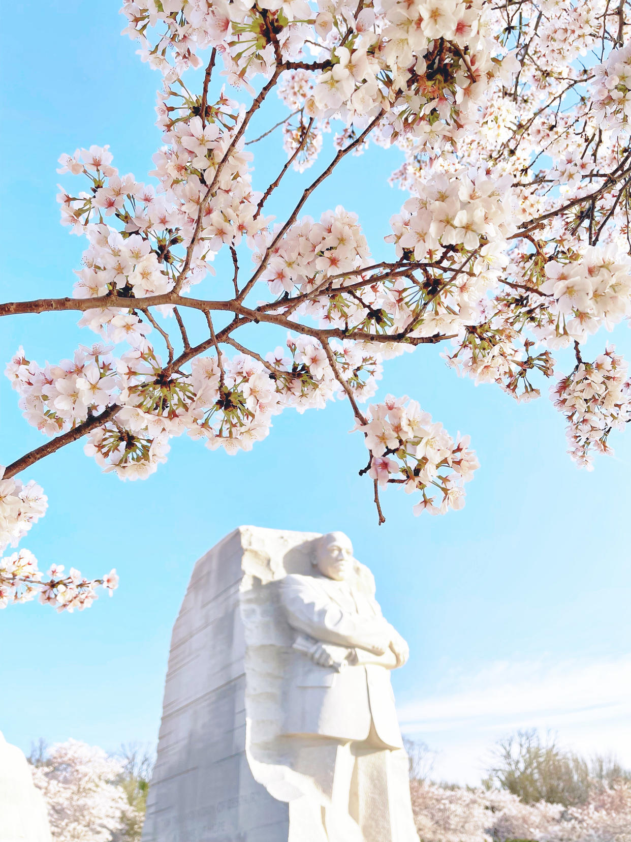 Tourists come to Washington, D.C., from around the world to see the cherry blossom trees blooming. (Kait Hanson / TODAY)