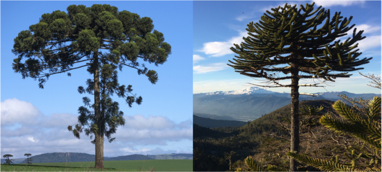 <span class="caption">Left: Brazil’s <em>Araucaria angustifolia</em>. Right: Chile and Argentina’s <em>Araucaria araucana</em>, or monkey puzzle tree.</span> <span class="attribution"><a class="link " href="https://www.shutterstock.com/image-photo/araucaria-tree-angustifolia-rural-tamarana-county-467280824?src=Be3fZqaFGiT-SSjywsw0wg-1-5" rel="nofollow noopener" target="_blank" data-ylk="slk:L: Nelson Ishikawa/Shutterstock, R: Jordan Raine;elm:context_link;itc:0;sec:content-canvas">L: Nelson Ishikawa/Shutterstock, R: Jordan Raine</a></span>