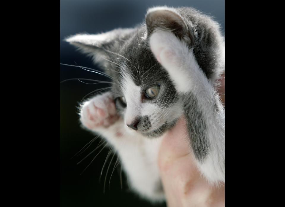 Boggles, a stray kitten, one of the lucky animals at the Barnes Hill RSPCA Animal Rescue Centre, has found a caring home on 4 April 2007, Birmingham, England. (Photo by Christopher Furlong/Getty Images)