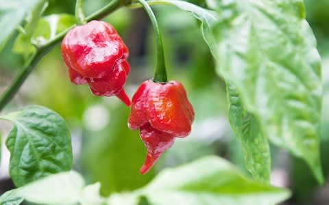 Red Trinidad Moruga Scorpion Chillies - Credit: Antony Ratcliffe/Alamy