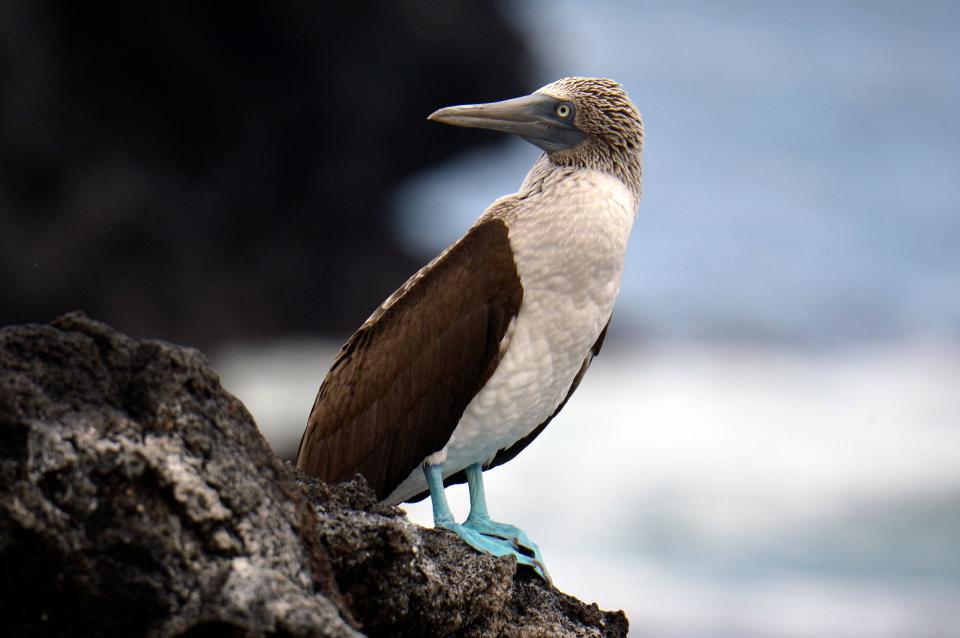 A blue-footed booby sits on a rock in Floreana Island, in the Galapagos Islands in the Pacific Ocean, off the Ecuadorean coast, on April 14, 2021. The American Ornithological Society plans to give birds across the U.S. and Canada similar names that describe a bird's individual characteristics or habitat.