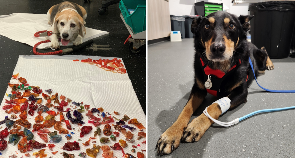 A beagle looks unwell lying beside chocolate wrappers which vets removed from inside its body (left). A dog looks sombre strapped up to a drip, with Aussies urged to 'hide or eat' Easter treats (right). 