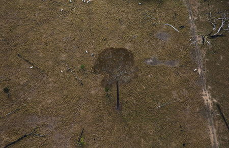 Cows are seen in this aerial view on a deforested plot of the Amazon rainforest near Rio Pardo, in the district of Porto Velho, Rondonia State, Brazil, September 3, 2015. REUTERS/Nacho Doce