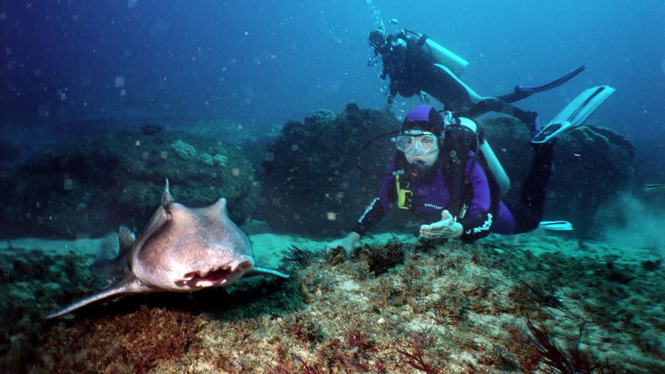 Earle is seen with a Port Jackson shark 20 meters (66 feet) underwater at Magic Point, off the tip of Malabar Headland National Park in Sydney, in August 2004. - Edwina Pickles/The Sydney Morning Herald/Fairfax Media/Getty Images