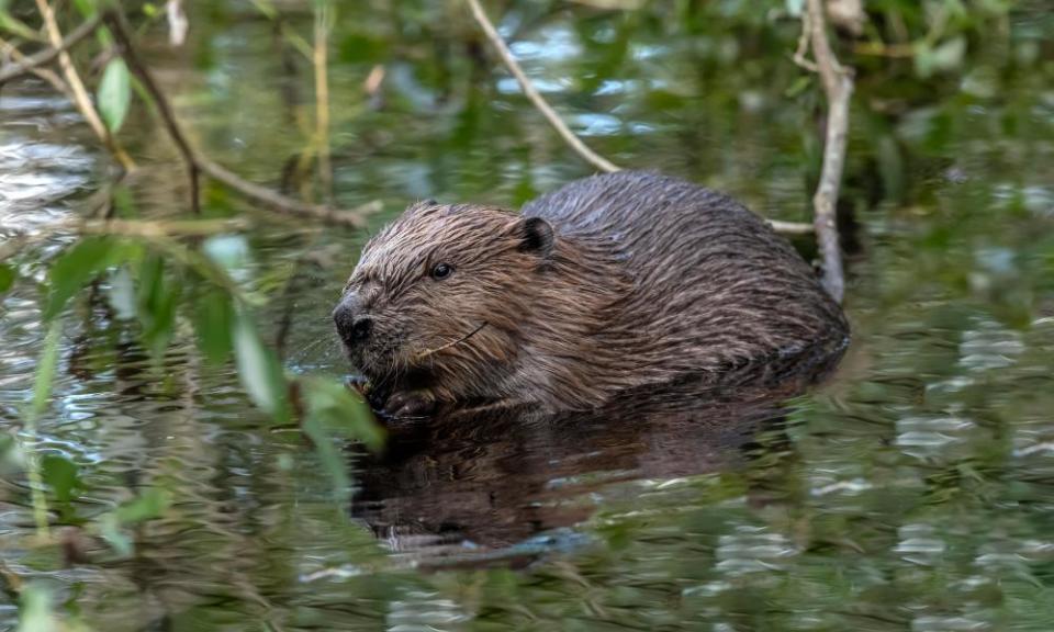 A beaver in Scotland.