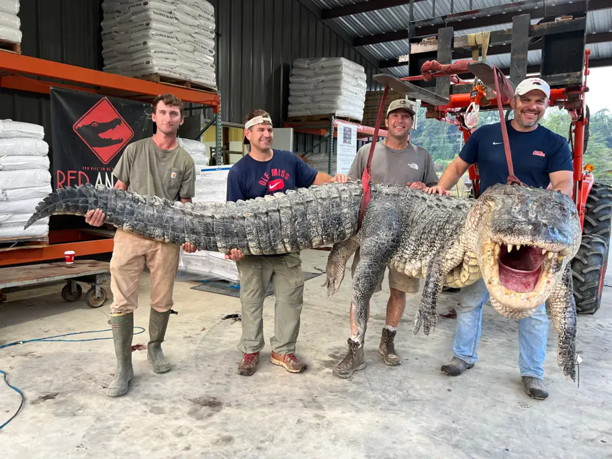 The meat from this 800-pound alligator is not going to waste, and has been donated to local soup kitchens (Red Antler Processing)