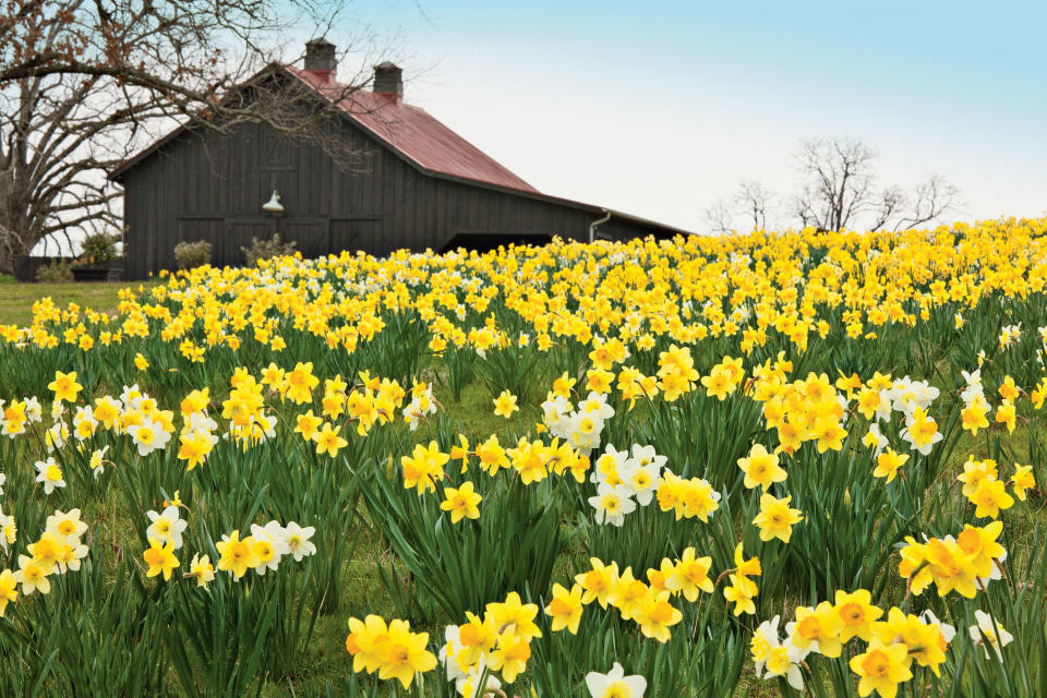 Illuminating Daffodils