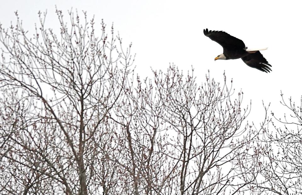 A bald eagle takes flight in Montezuma National Wildlife Refuge on Jan. 13, 2021.
