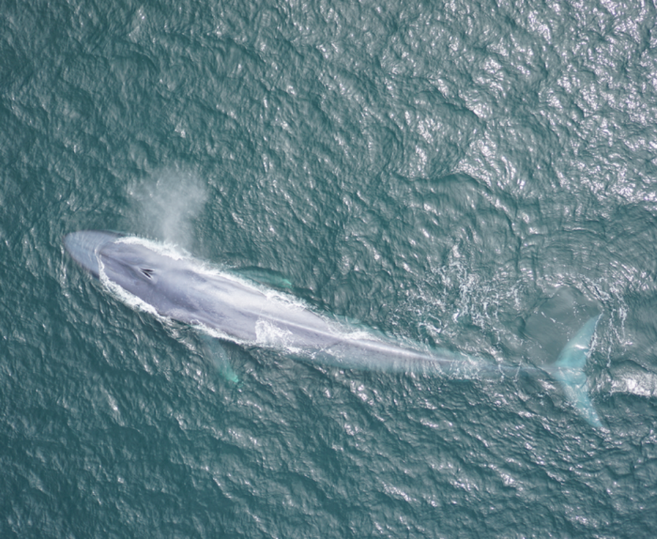 Clans appeared to be ‘almost entirely female-based’, with males visiting females only occasionally for a few hours to ‘transfer sperm’ (Goldbogen Lab/Duke Marine Robotics and Remote Sensing Lab)