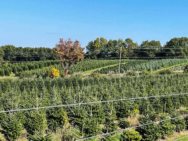 PHOTO: A Christmas tree farm in Pennsylvania where multiple tree varieties are grown. (Tim O'Connor/National Christmas Tree Association)