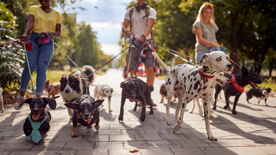 Group of people walking their dogs