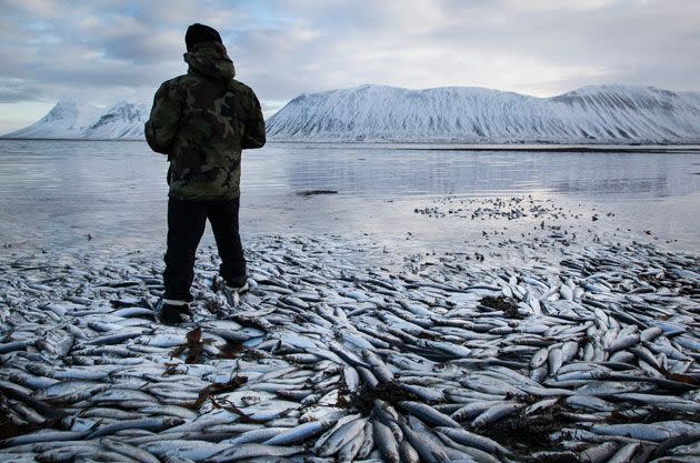 A man surveys the scene as the dead herring washes up. Photo: AP