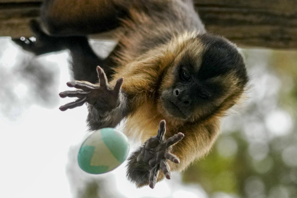 Un mono trata de alcanzar un huevo de Pascua relleno con premios, lanzado por un cuidador del zoo Buin, en Santiago, Chile, el 31 de marzo de 2024. (AP Foto/Esteban Félix)
