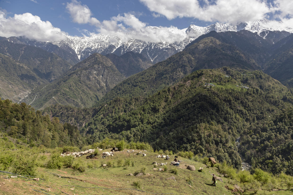 Gaddi shepherds stop with their flock of sheep and goats at a temporary shelter against a backdrop of the snow-covered Dhauladhar range of the Himalaya in Dharmsala, Himachal Pradesh state, India, Sunday, April 19, 2020. The Gaddis, which remain mobile most of the year taking their flocks to green pastures, are given special passes to move during the lockdown in the state. (AP Photo/Ashwini Bhatia)