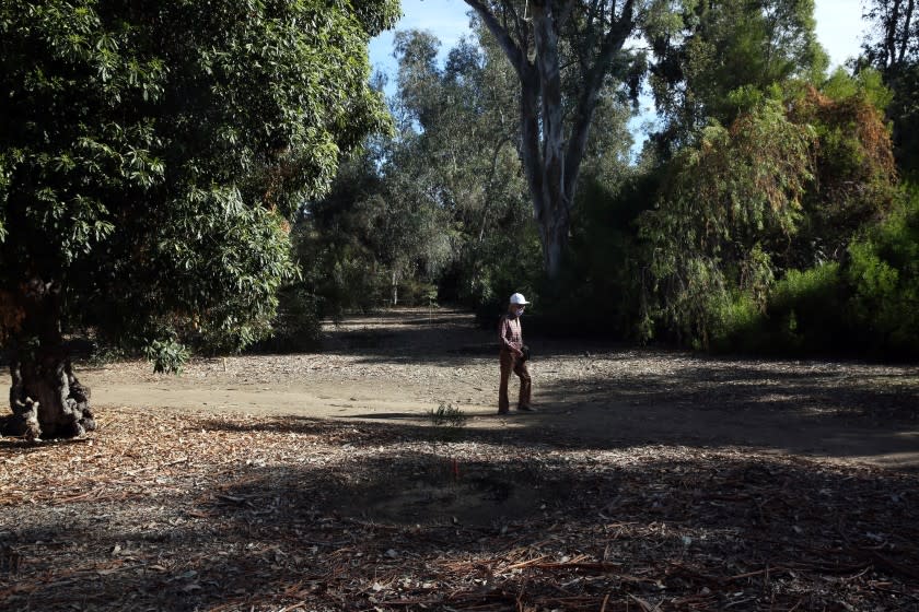 LOS ANGELES, - JANUARY 15: A person walks in the Australia section at the Los Angeles County Arboretum where the rush to manage storm water made communities propose cutting down hundreds of rare trees to create retention basins for urban runoff in Arcadia on Friday, Jan. 15, 2021 in Los Angeles, California. The section might lose about 20 percent of its trees. (Dania Maxwell / Los Angeles Times)