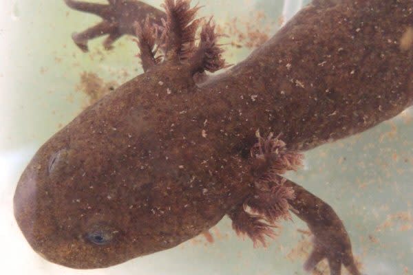 Ajolote de arroyo de montaña, de la especie Ambystoma altamirani. (Foto: Cortesía Víctor Ávila Akerberg)