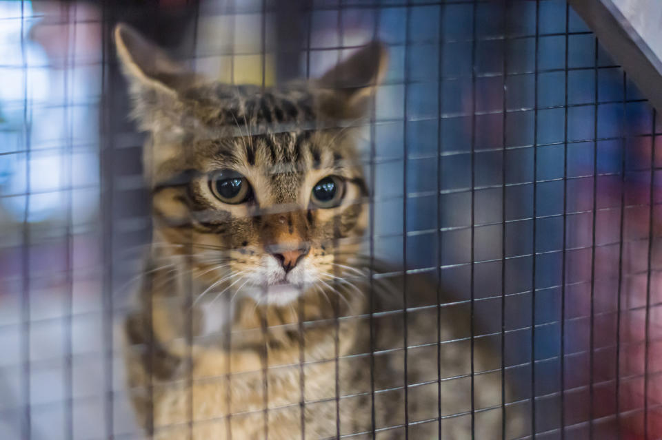 A cat in a kennel