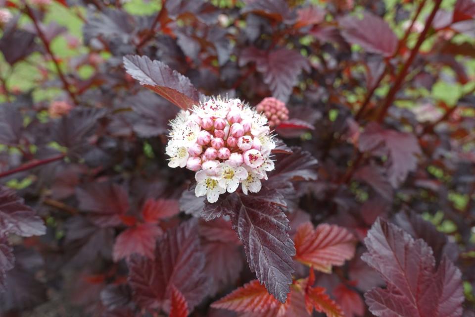 fast growing shrubs ninebark